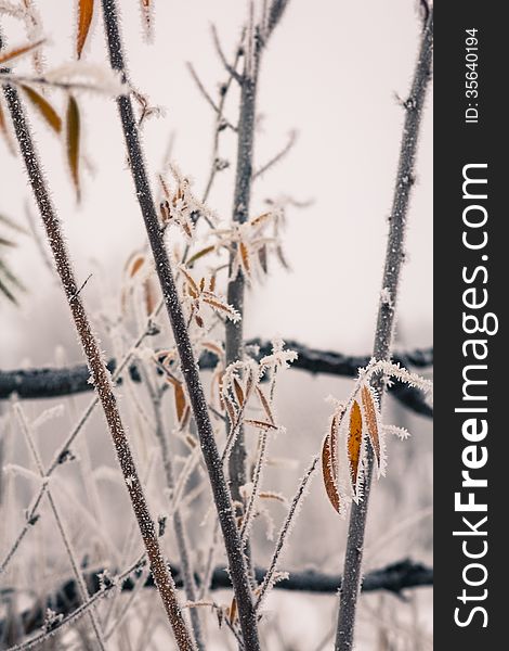 Some autumn leaves covered by freezing fog. Some autumn leaves covered by freezing fog