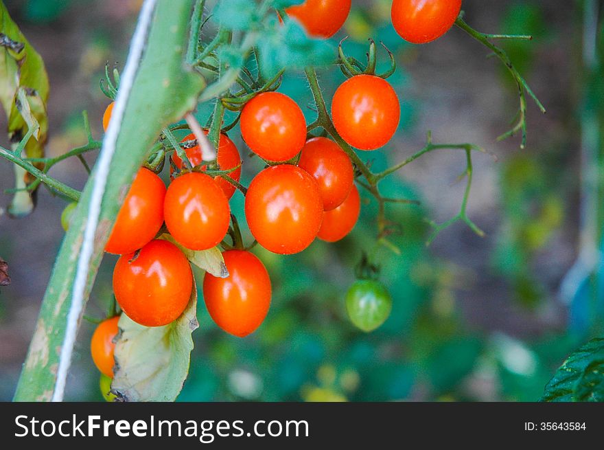 Small tomatoes in the farm in the country of Thailand.