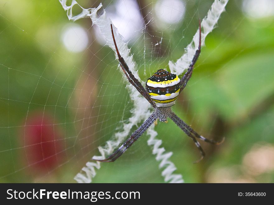 Beauty Insect On Web In Forest