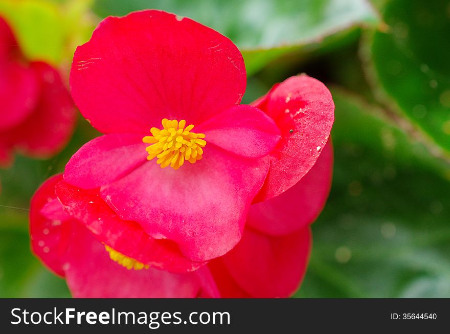 Fresh pollen of red fibrous begonia