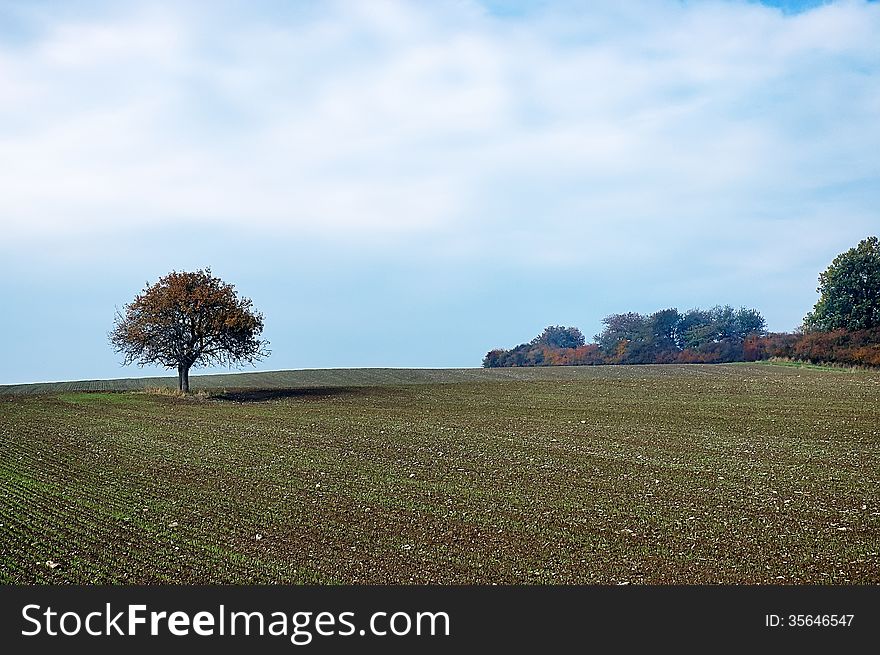 Lone Tree On The Field