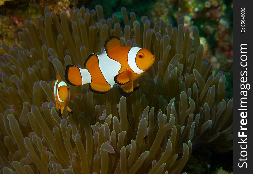 Portrait of False Clownfish in the their anemone host