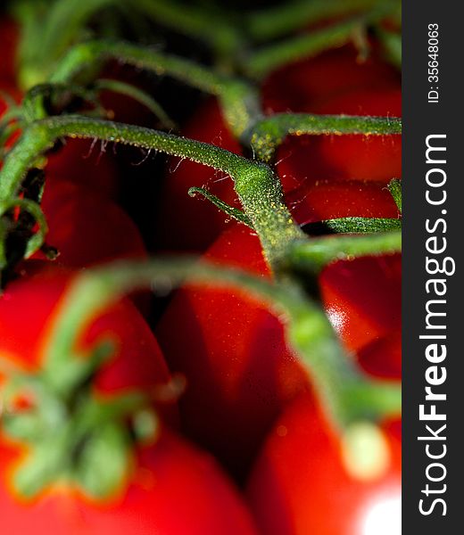 Macro image of fresh Cheery Tomatoes on the vine. Macro image of fresh Cheery Tomatoes on the vine