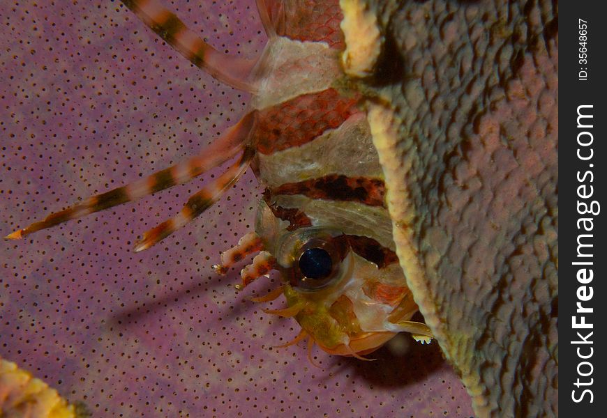 Macro portrait of a Zebra Lionfish