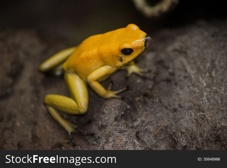 Exotic Yellow frog on a rock