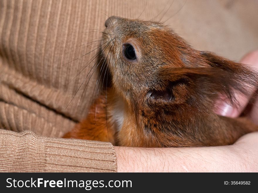 Red squirrel lying on hand