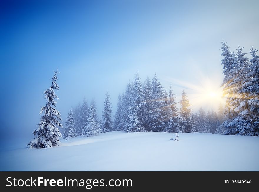 Winter landscape with fog in a mountain forest. Evening with the warm rays of the sun. Winter landscape with fog in a mountain forest. Evening with the warm rays of the sun