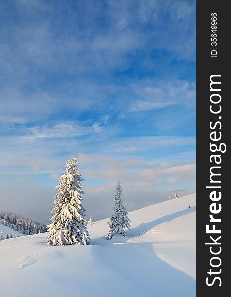 Winter landscape with snow-covered trees in a mountain valley. Ukraine, Carpathians