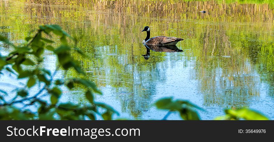 Canadian goose swimming on a river not far from the bushes