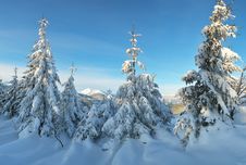 Firs In The Snow Stock Image Firs In The Snow Stock Image