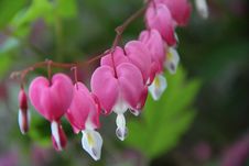 Bleeding Hearts Flowers Stock Photos Bleeding Hearts Flowers Stock Photos