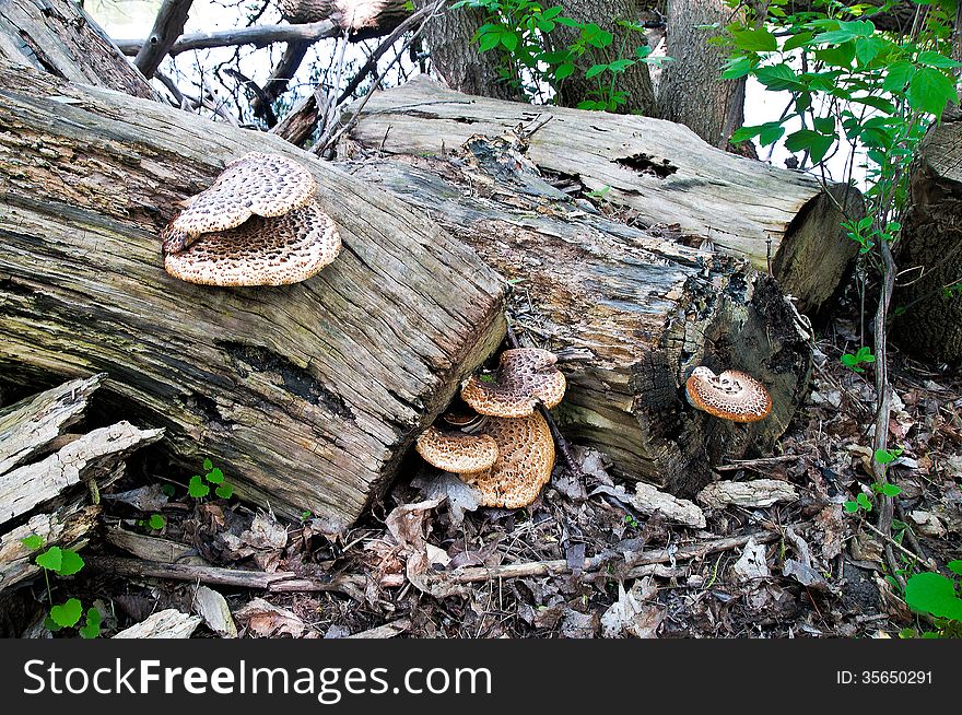 Wild mushrooms grow on fallen trees of fast near the river. Wild mushrooms grow on fallen trees of fast near the river