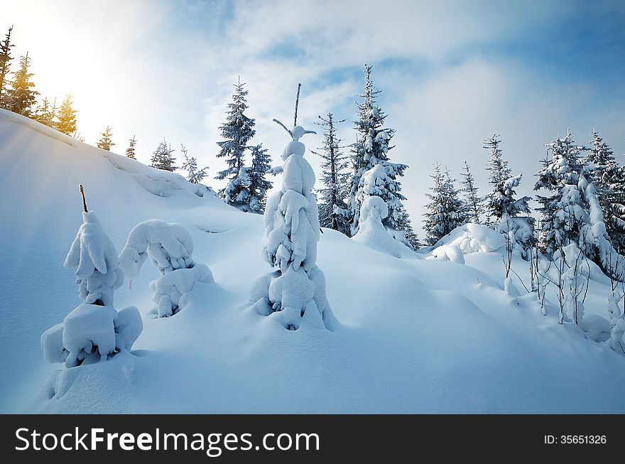 Fresh snow in the mountain forest. Winter landscape with pine woods. Fresh snow in the mountain forest. Winter landscape with pine woods