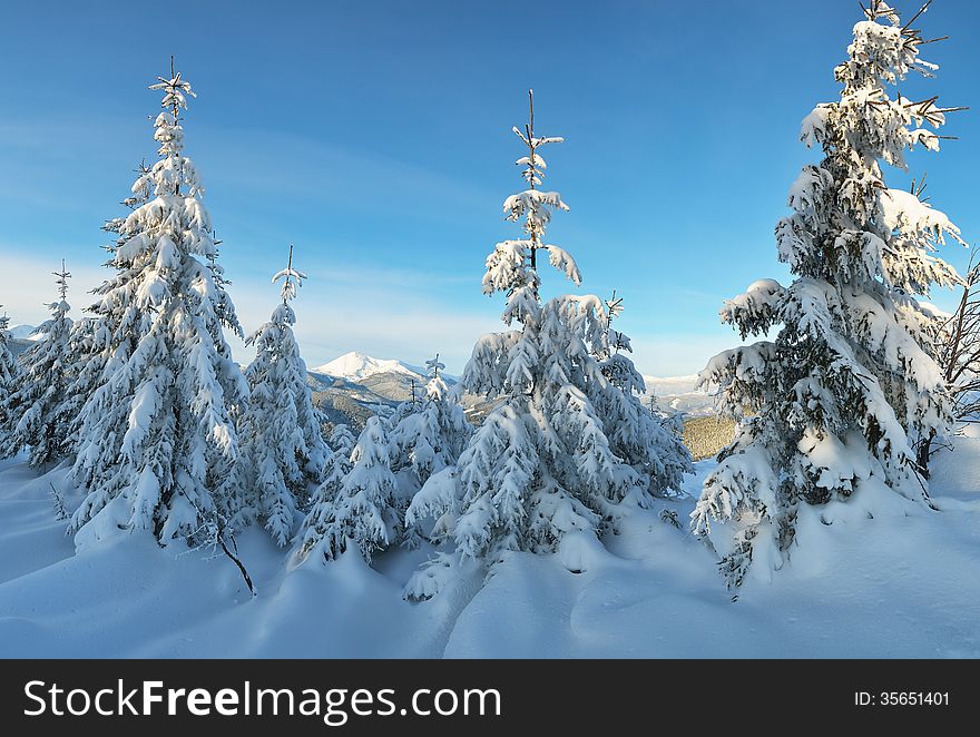 Winter landscape with fir trees under the fresh snow. Sunny day in the mountains. Winter landscape with fir trees under the fresh snow. Sunny day in the mountains