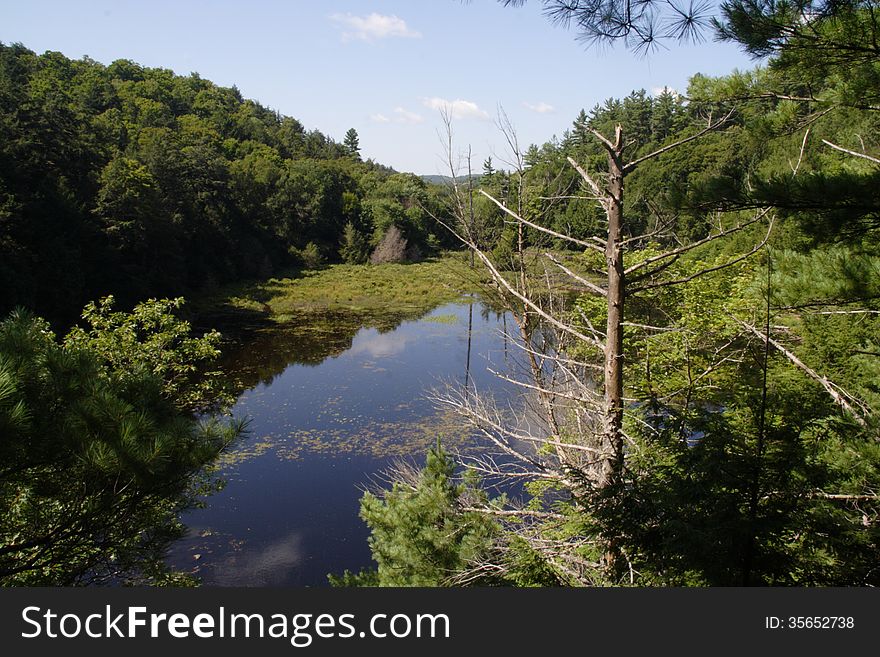 Forest Pond created by beaver dam