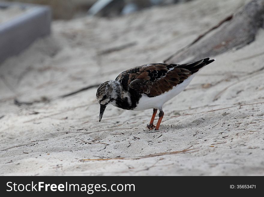 Ruddy Turnstone Grand Cayman Island