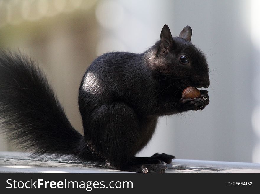 Black squirrel eating an acorn