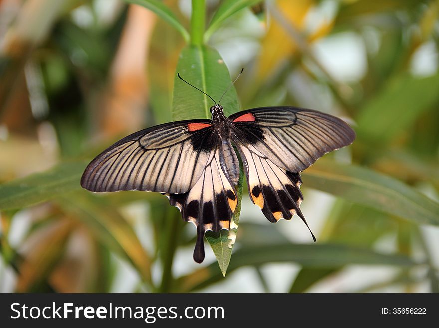 Black and Orange Swallowtail Butterfly with open wings