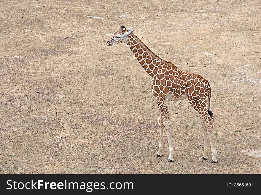 One single small giraffe calf standing on open ground. One single small giraffe calf standing on open ground