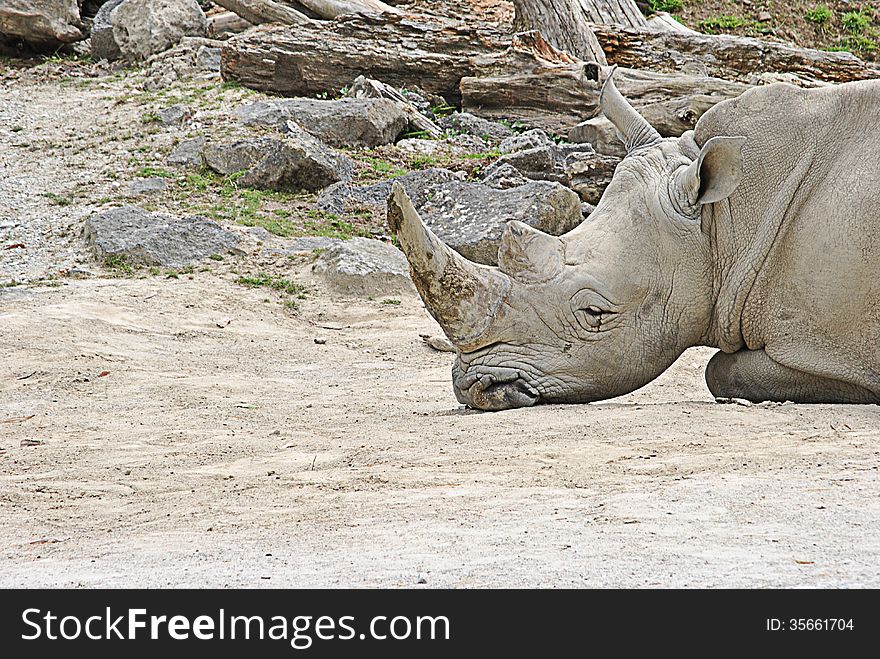 Big rhinoceros lying down on the ground on his own to rest. Big rhinoceros lying down on the ground on his own to rest.