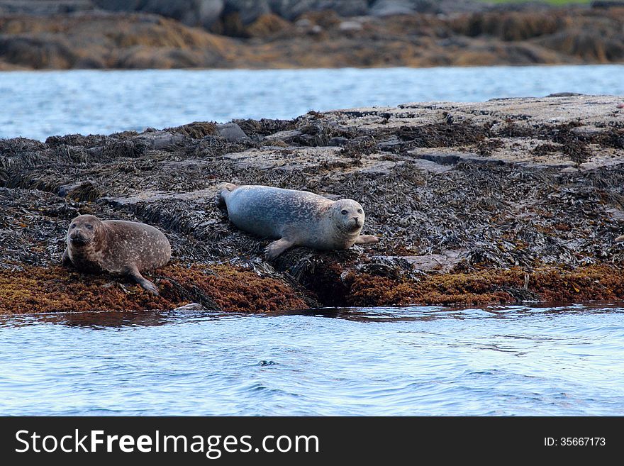Seals relaxing near Lunenburg, NS