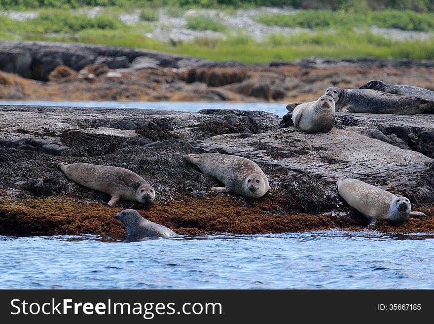 Seals relaxing near Lunenburg, NS