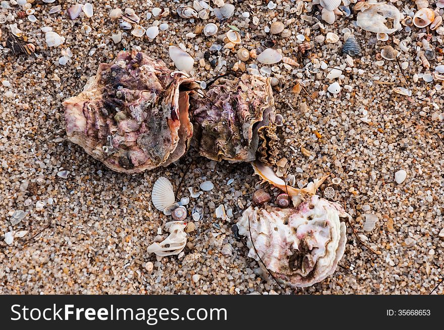 Seashells on the beach, Rayong, Thailand