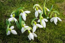 The First Flowers - Snowdrops On The Background Of Green Moss Royalty Free Stock Image