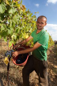 Harvesting Grapes Royalty Free Stock Photography Harvesting Grapes Royalty Free Stock Photography