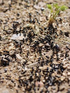 Black Ants And Green Sprout Stock Photography