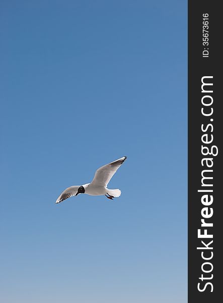 Flight of a gull in a cloudless sky. Flight of a gull in a cloudless sky