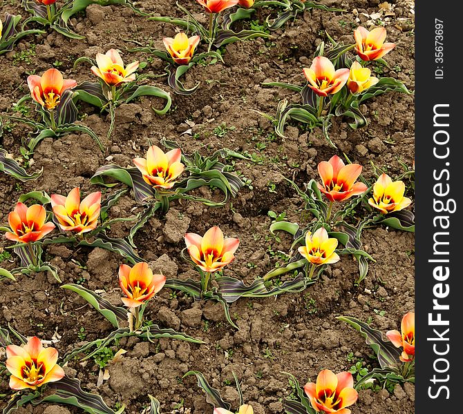 In a botanical garden tulips blossomed. In a botanical garden tulips blossomed