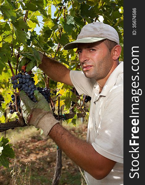 A man in a vineyard, hand pick the grapes for the harvest, cutting the bunch with a shear. A man in a vineyard, hand pick the grapes for the harvest, cutting the bunch with a shear.