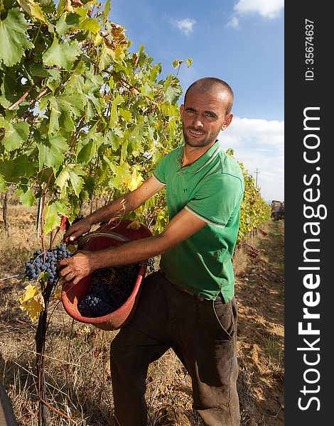 Hand picking of grapes in the vineyard during the wine production season.
A man in a vineyard, hand pick the grapes and places it in the basket for the harvest. Hand picking of grapes in the vineyard during the wine production season.
A man in a vineyard, hand pick the grapes and places it in the basket for the harvest.