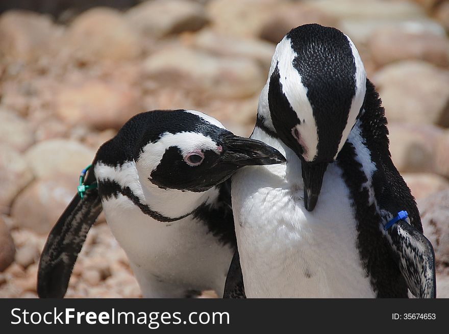 An African Penguin ( Spheniscus demersus ) seemingly whispers a secret to its companion. An African Penguin ( Spheniscus demersus ) seemingly whispers a secret to its companion.