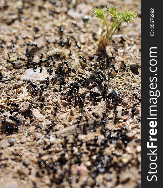 Dozens of black ants and green sprout, spring nature awakens