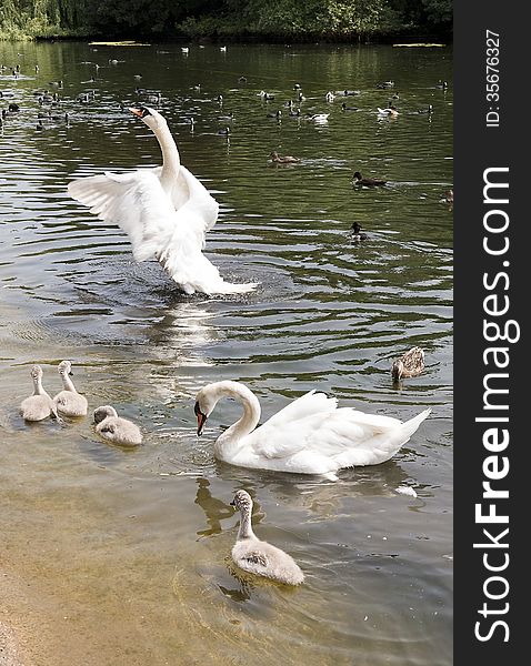 Family Of White Swans With Fledglings