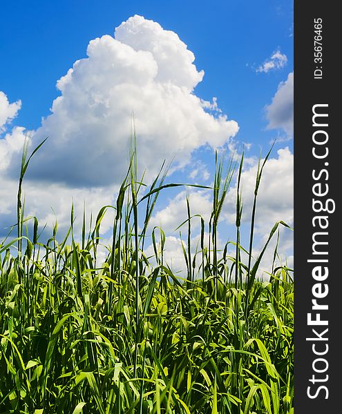 Young barley spikes against sky. Young barley spikes against sky