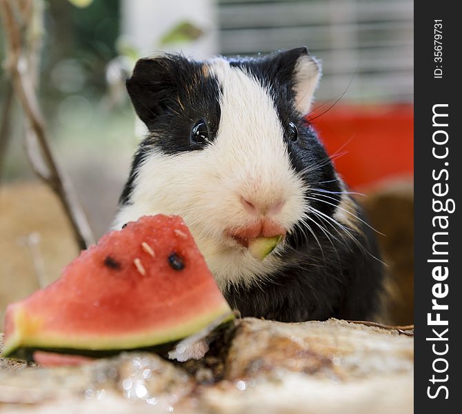 A little guinea pig quietly eating a slice of watermelon.