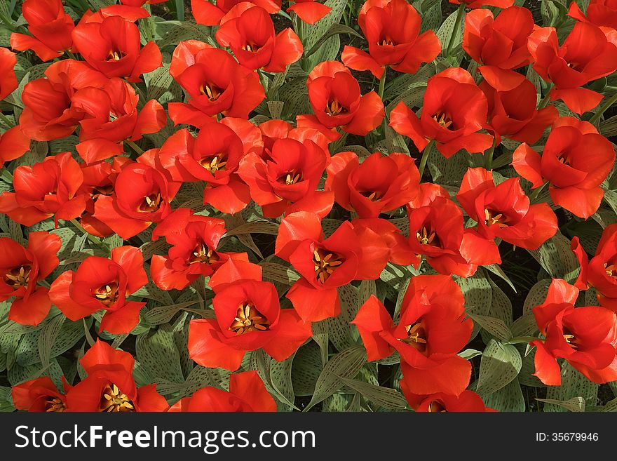 Background with red tulips, a photo from the top, vertical. Background with red tulips, a photo from the top, vertical.