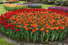 Flowerbed With Red And Orange Tulips. Stock Images