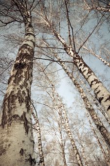 Birch Trees Stock Photos