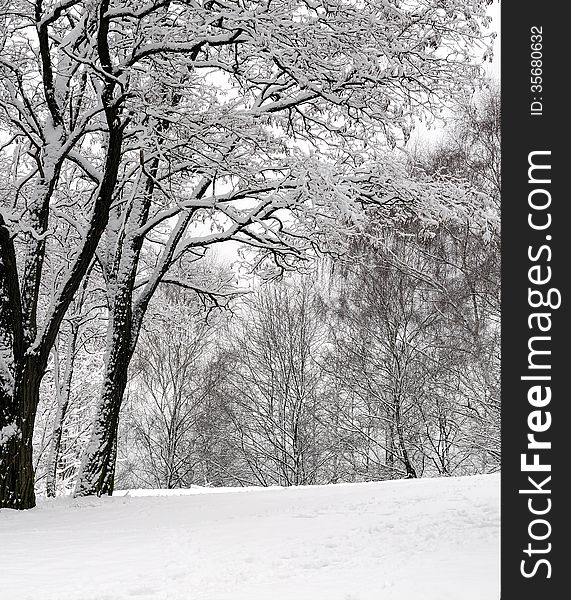 Snow on the trees in a park under a cloudy sky. Snow on the trees in a park under a cloudy sky