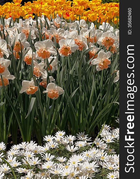 Daffodils And Tulips In The Garden.