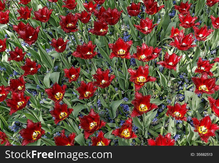 Maroon tulips with jagged petals in the garden together with blue hyacinths.