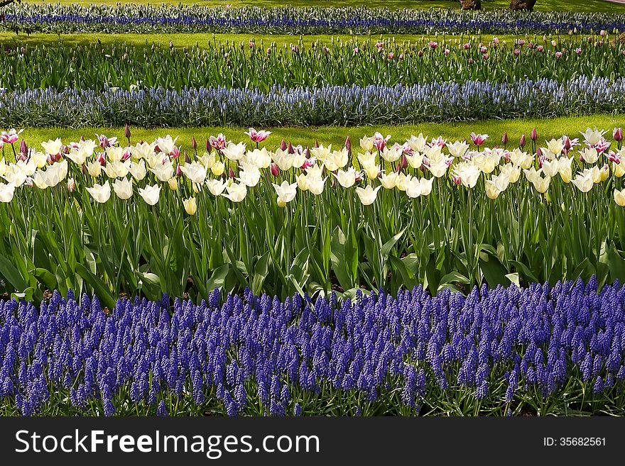 White Tulips With Blue Hyacinths In The Garden.