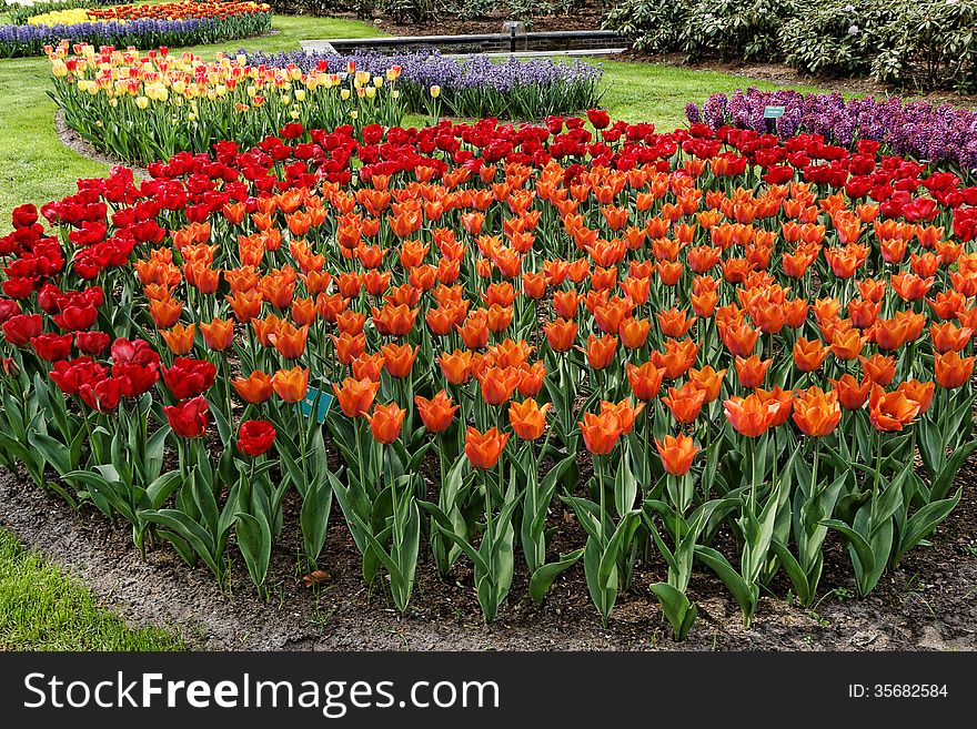 Flowerbed With Red And Orange Tulips.