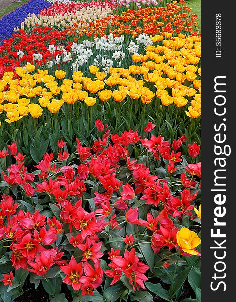 Beds of tulips in various colors.