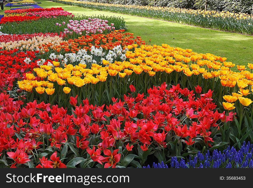Beds of tulips in various colors. Beds of tulips in various colors.