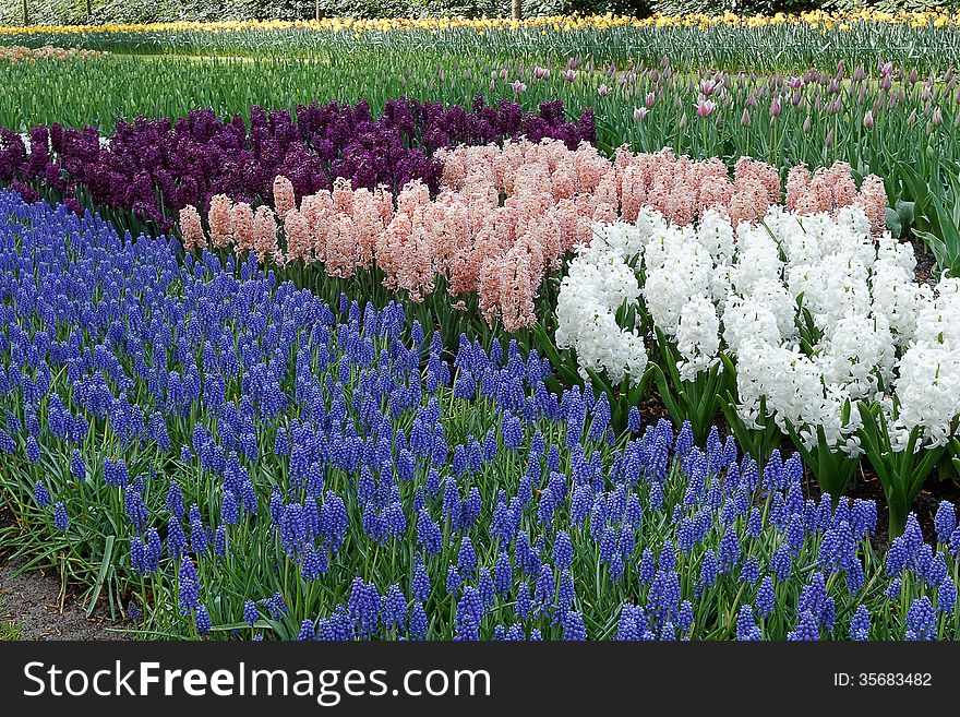 Hyacinths in different varieties in the garden. Hyacinths in different varieties in the garden.